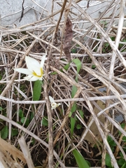 Tulipa bifloriformis