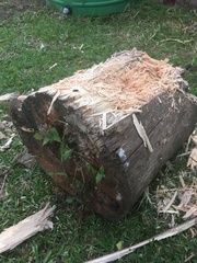 Xiphodontus antilope