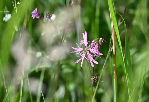 ragged-robin