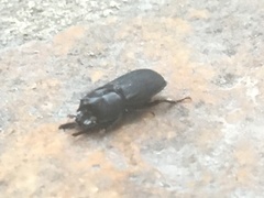 Xiphodontus antilope