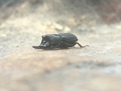 Xiphodontus antilope