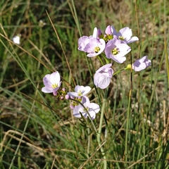 Cardamine pratensis