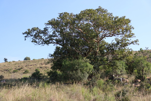 Ficus glumosa