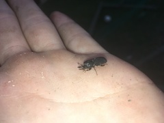 Xiphodontus antilope