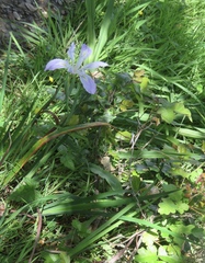 Iris longipetala