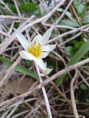Tulipa bifloriformis