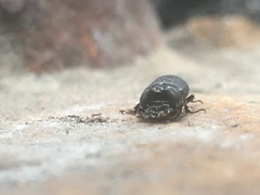 Xiphodontus antilope