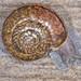 Shoulderband Snails - Photo (c) dloarie, some rights reserved (CC BY), uploaded by dloarie