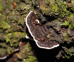 Datronia brunneoleuca