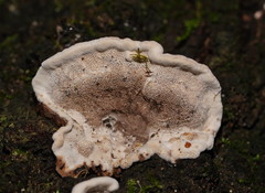 Datronia brunneoleuca
