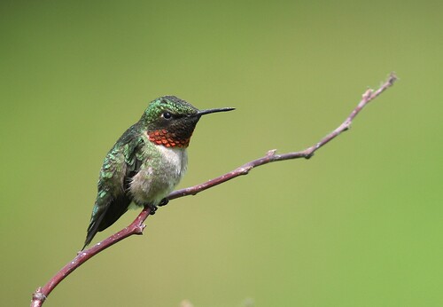 Ruby-throated Hummingbird