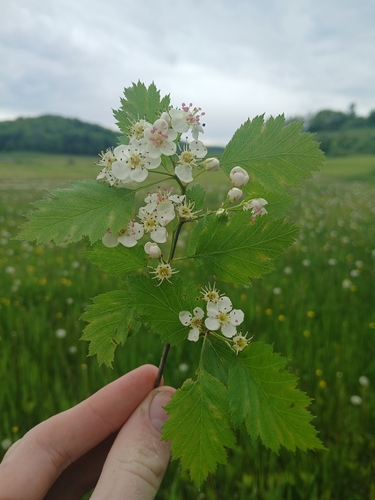 Crataegus lucorum