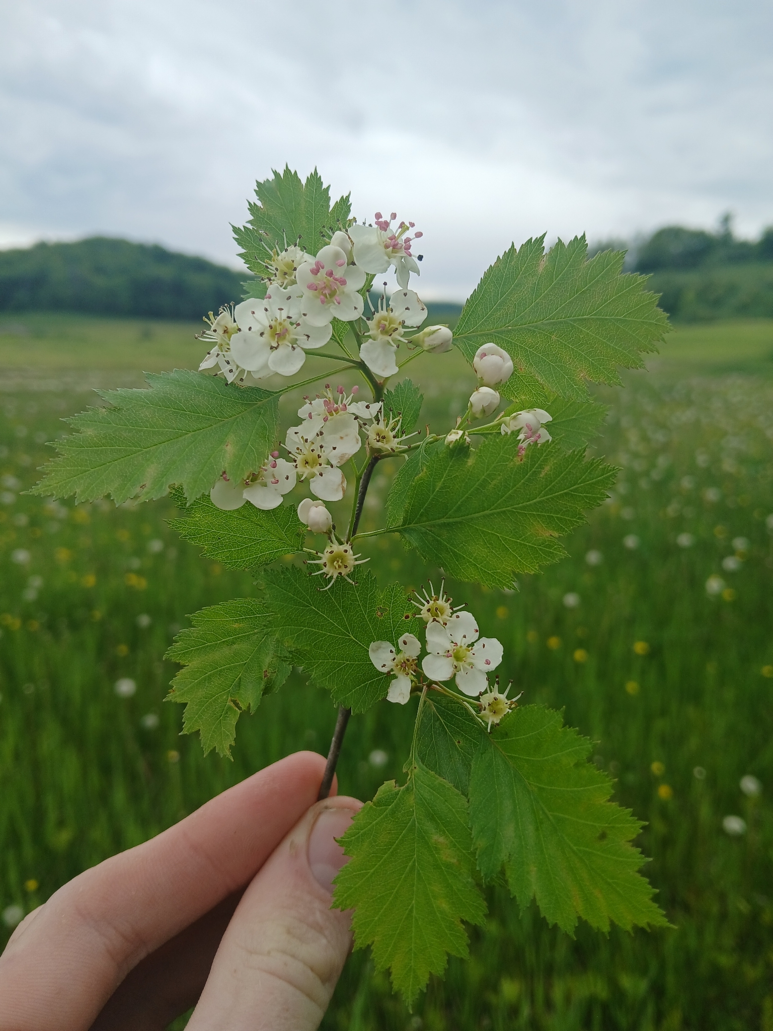 Crataegus lucorum