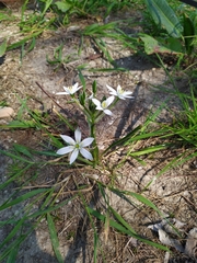 Ornithogalum umbellatum