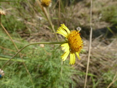 Gaillardia megapotamica