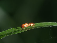 Colobopsis macrocephala