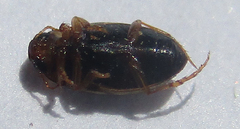 Dytiscoidea