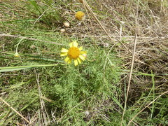 Gaillardia megapotamica