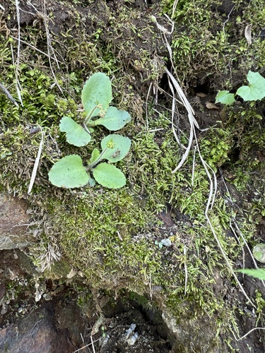 Saxifraga sachalinensis iNat (3)