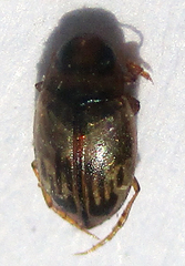 Dytiscoidea