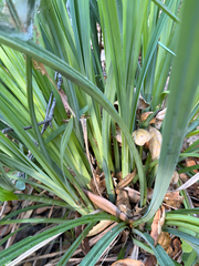 Carex spissa, photograph (c) klicklo, some rights reserved (CC BY)
