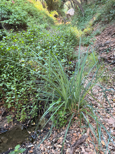 Carex spissa, photograph 1