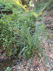 Carex spissa