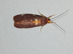 Lactura caminaea