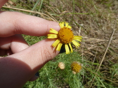 Gaillardia megapotamica