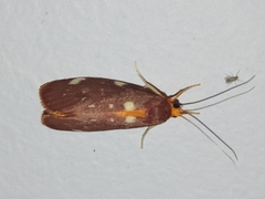 Lactura caminaea