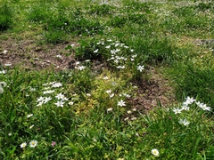 Ornithogalum umbellatum