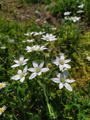 Ornithogalum umbellatum