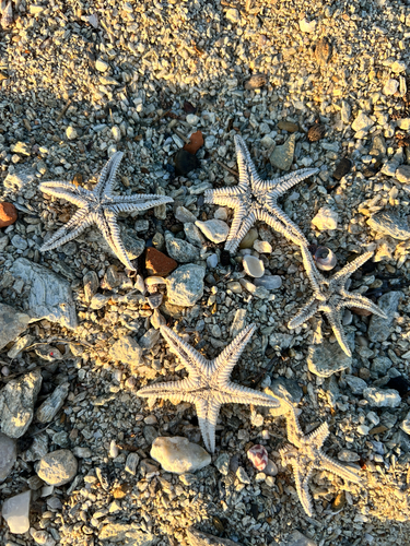 Astropecten