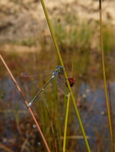 Emerald Spreadwing