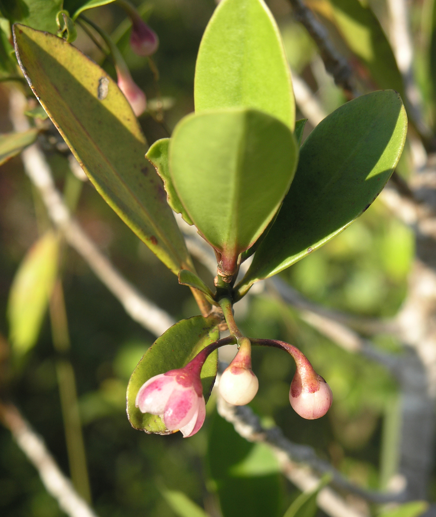 Ardisia smaragdina (Ardisia smaragdina)