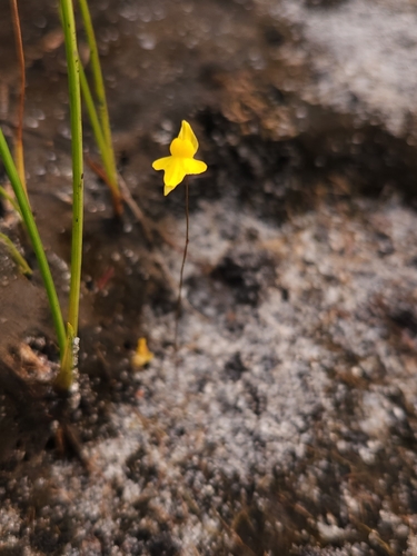 Zigzag Bladderwort