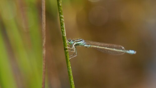 Scarce Blue-tailed Damselfly