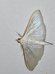 Palpita austrounionalis