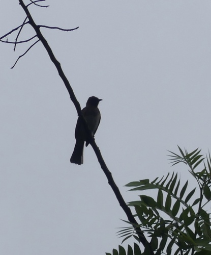 Common Bulbul