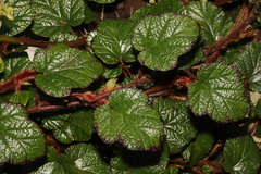 Rubus tricolor