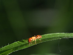 Colobopsis macrocephala