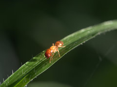 Colobopsis macrocephala