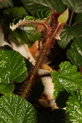 Rubus tricolor