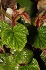 Rubus tricolor