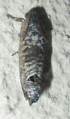 Cryptophlebia peltastica