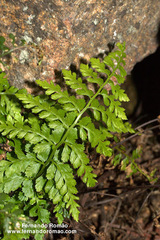 Asplenium billotii