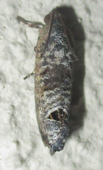 Cryptophlebia peltastica