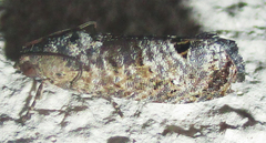 Cryptophlebia peltastica
