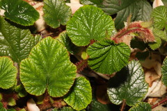 Rubus tricolor