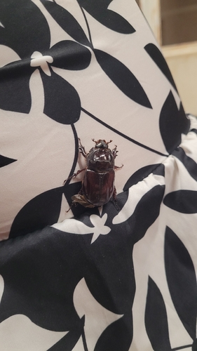 Iberian rhinoceros beetle